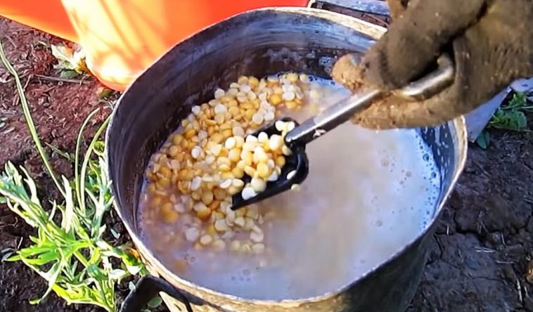 Надійний і недорогий спосіб позбутися медведки на городі назавжди