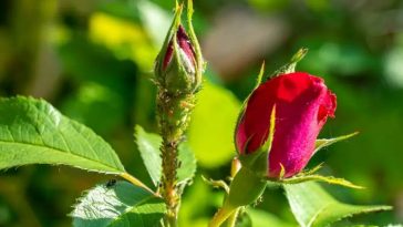 Господиням на замітку: йод із молоком — ефективний захист троянд від попелиці