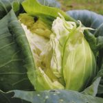 Чому тріскається капуста: типові помилки городників-початківців