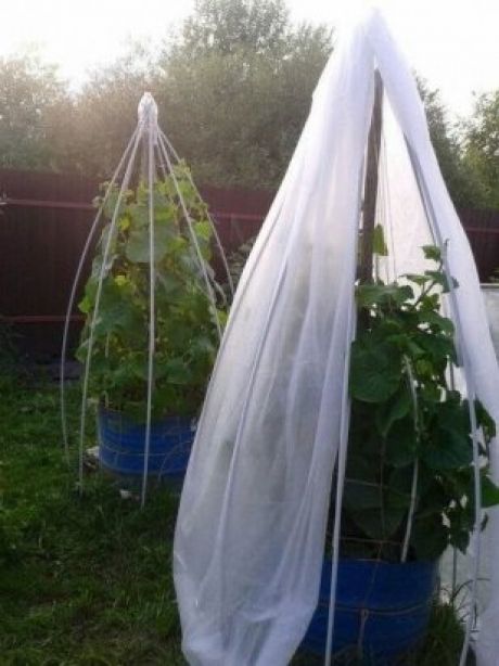 🥒 Парник для огірків: геніальні ідеї, що наближають урожай