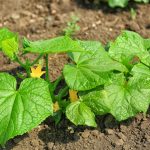Коли цвітуть огірки — прямую до аптеки: час для підживлення, яке подвоїть врожай