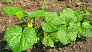 Коли цвітуть огірки — прямую до аптеки: час для підживлення, яке подвоїть врожай