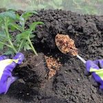 Одна ложка — і розсада укоріниться міцно: секрети вдалої посадки