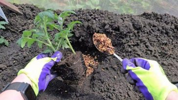 Одна ложка — і розсада укоріниться міцно: секрети вдалої посадки