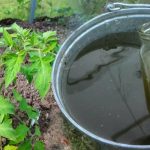 Дієвий розчин, що вбереже листя томатів від пожовтіння: секрет досвідчених городників