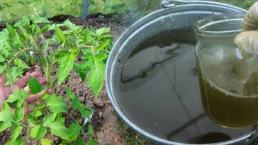 Дієвий розчин, що вбереже листя томатів від пожовтіння: секрет досвідчених городників