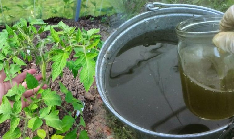 Дієвий розчин, що вбереже листя томатів від пожовтіння: секрет досвідчених городників