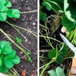 Чому важливо видаляти вуса у полуниці під час цвітіння: міфи дачників і справжні факти