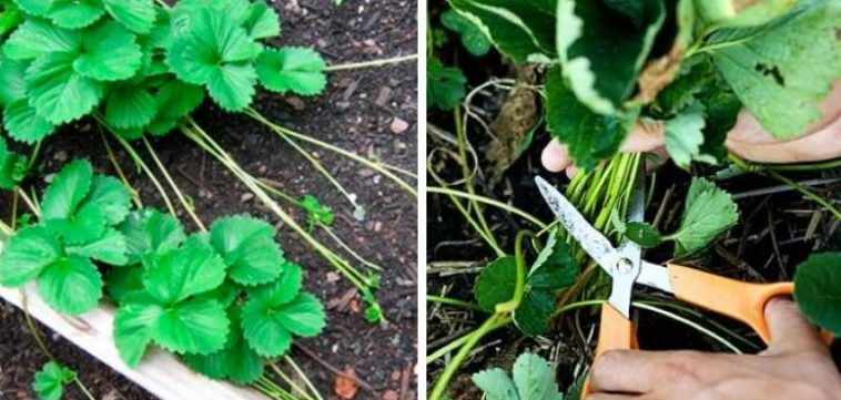 Чому важливо видаляти вуса у полуниці під час цвітіння: міфи дачників і справжні факти