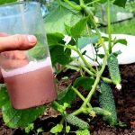 Як вберегти огірки від попелиці: три перевірені поради