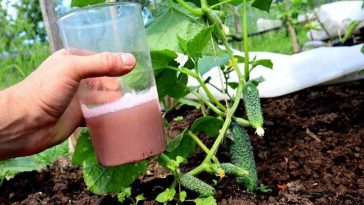 Як вберегти огірки від попелиці: три перевірені поради