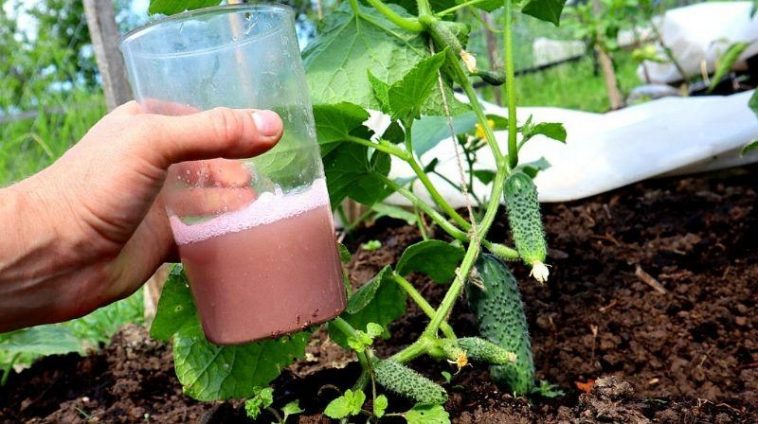 Як вберегти огірки від попелиці: три перевірені поради