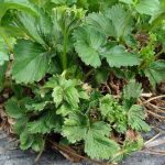 Як захистити полуничний урожай від шкідників: методи боротьби з полуничним кліщем і нематодою