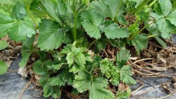 Як захистити полуничний урожай від шкідників: методи боротьби з полуничним кліщем і нематодою