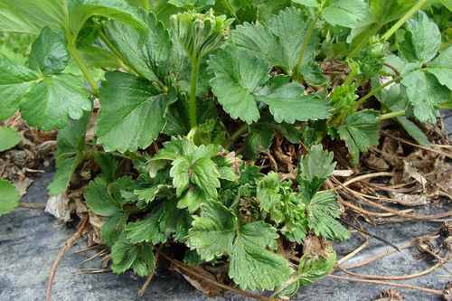 Як захистити полуничний урожай від шкідників: методи боротьби з полуничним кліщем і нематодою