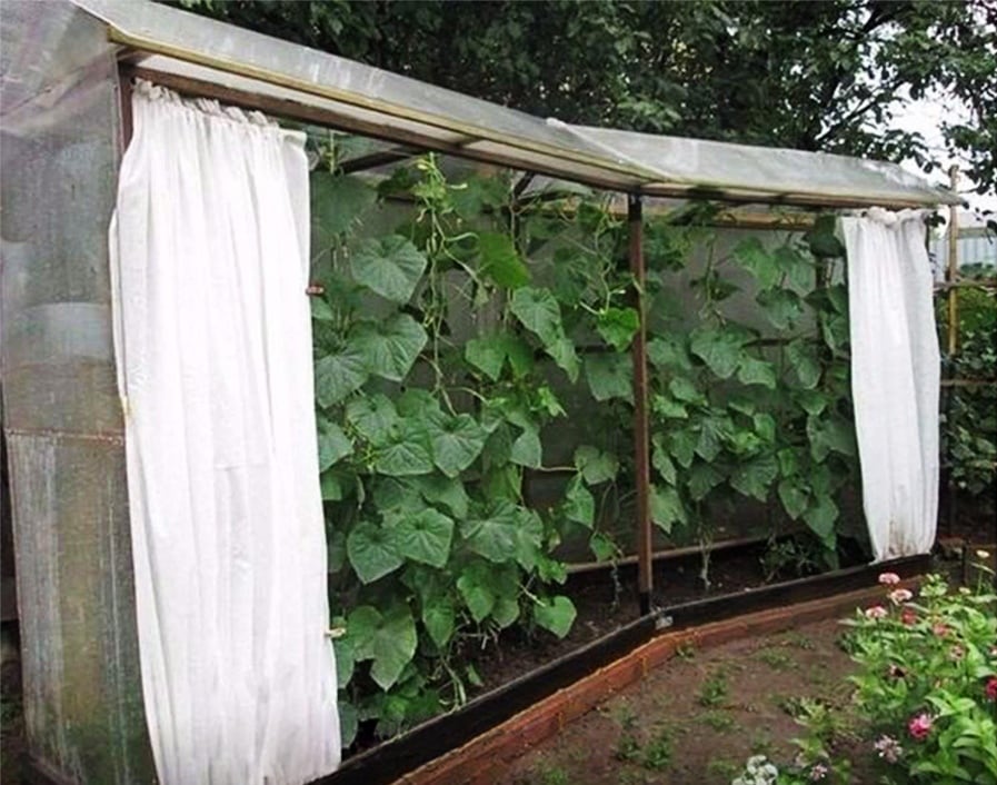 🥒 Парник для огірків: геніальні ідеї, що наближають урожай