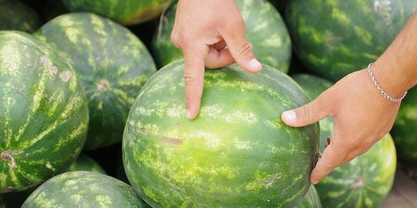 Як розпізнати нітрати в кавуні: прості способи перевірки вдома і при покупці