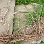 Як позбутися пирію на городі: 5 перевірених способів