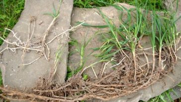 Як позбутися пирію на городі: 5 перевірених способів