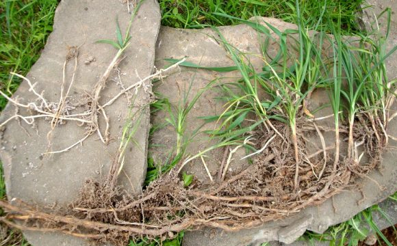 Як позбутися пирію на городі: 5 перевірених способів