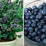 Як вирощувати чорницю вдома: покрокова інструкція