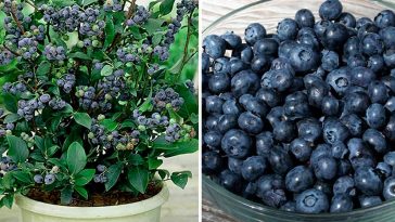 Як вирощувати чорницю вдома: покрокова інструкція