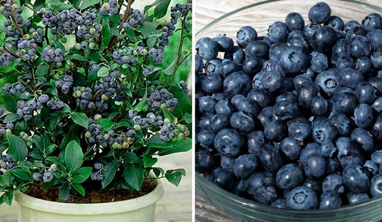 Як вирощувати чорницю вдома: покрокова інструкція