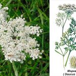 Мережива королеви Анни — дика морква: дикорастущий скарб України з лікувальними властивостями та рецептами застосування