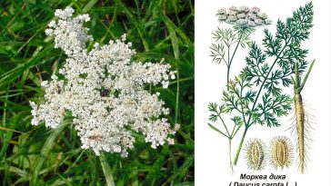 Мережива королеви Анни — дика морква: дикорастущий скарб України з лікувальними властивостями та рецептами застосування