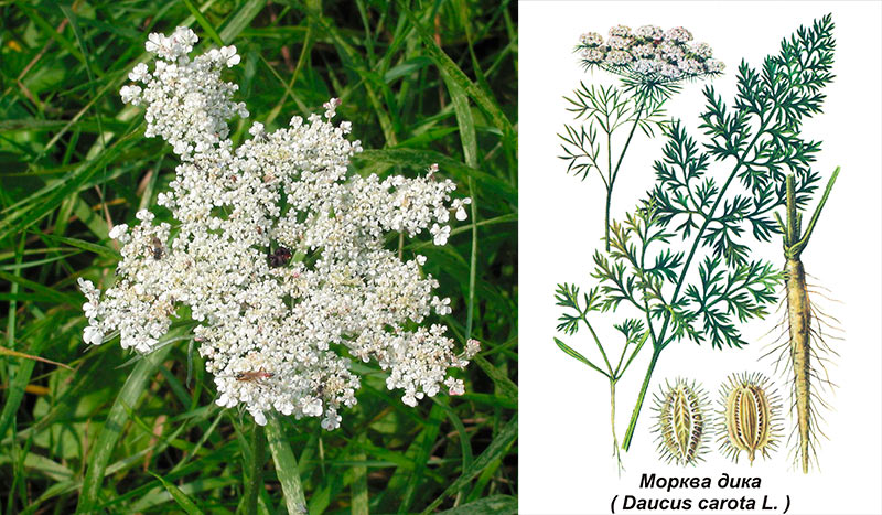 Мережива королеви Анни — дика морква: дикорастущий скарб України з лікувальними властивостями та рецептами застосування