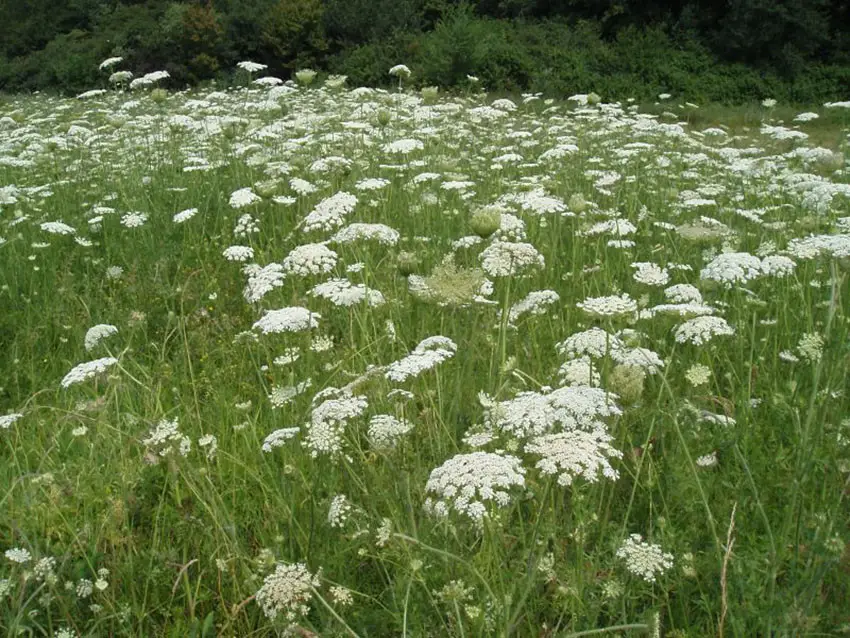 Мережива королеви Анни — дика морква: дикорастущий скарб України з лікувальними властивостями та рецептами застосування