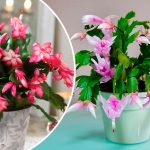 5 бюджетних підживлень, завдяки яким декабрист цвіте неймовірно рясно🌺