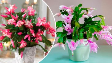 5 бюджетних підживлень, завдяки яким декабрист цвіте неймовірно рясно🌺