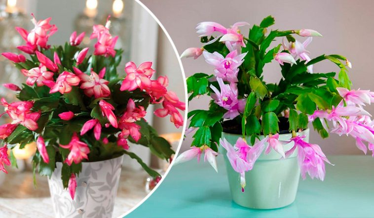 5 бюджетних підживлень, завдяки яким декабрист цвіте неймовірно рясно🌺