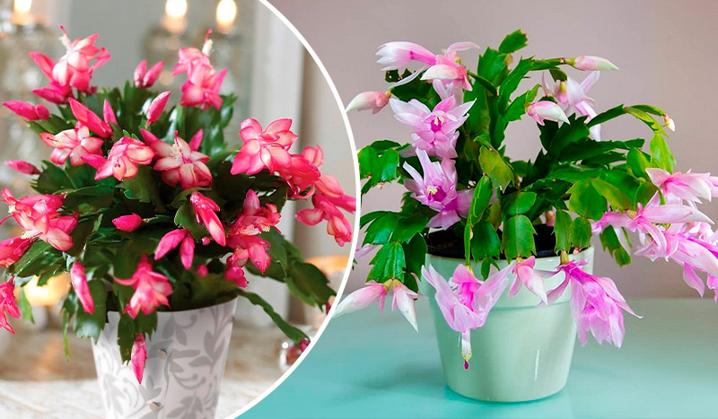 5 бюджетних підживлень, завдяки яким декабрист цвіте неймовірно рясно🌺