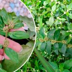 Еуфорбія хірта (Euphorbia Hirta): 30 корисних властивостей і безпечне застосування в умовах України