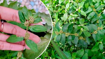 Еуфорбія хірта (Euphorbia Hirta): 30 корисних властивостей і безпечне застосування в умовах України