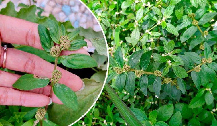 Еуфорбія хірта (Euphorbia Hirta): 30 корисних властивостей і безпечне застосування в умовах України