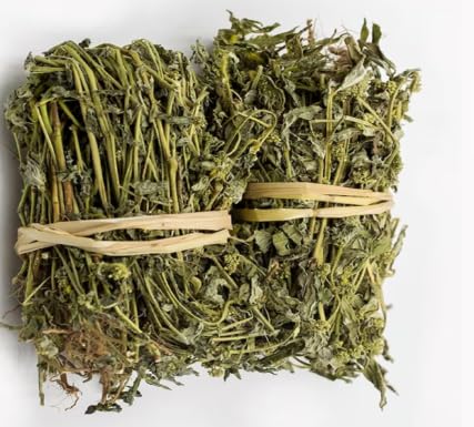 Еуфорбія хірта (Euphorbia Hirta): 30 корисних властивостей і безпечне застосування в умовах України