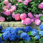 Секрет розцвітання гортензій: використовуйте цей напій як добриво