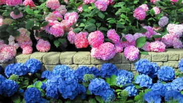 Секрет розцвітання гортензій: використовуйте цей напій як добриво