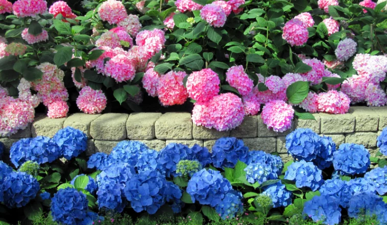 Секрет розцвітання гортензій: використовуйте цей напій як добриво
