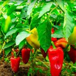 Чому болгарський перець стає гірким: 4 типові помилки під час вирощування