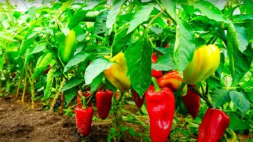 Чому болгарський перець стає гірким: 4 типові помилки під час вирощування