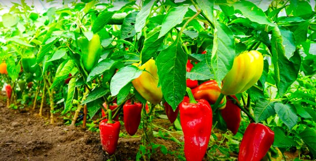 Чому болгарський перець стає гірким: 4 типові помилки під час вирощування