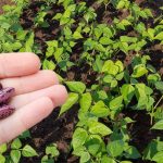 Як правильно посадити та доглядати за квасолею, щоб зібрати рясний і солодкий урожай