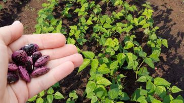 Як правильно посадити та доглядати за квасолею, щоб зібрати рясний і солодкий урожай
