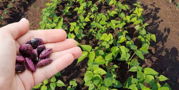 Як правильно посадити та доглядати за квасолею, щоб зібрати рясний і солодкий урожай