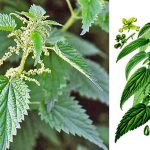 Користь кропиви та рецепти застосування: зелене золото природи для здоров’я і краси