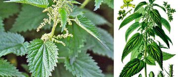 Користь кропиви та рецепти застосування: зелене золото природи для здоров’я і краси